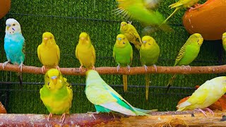 Parrots singing beautiful birds voice beautiful budgies birds sounds [upl. by Noired]