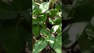 Datura phool  Dudura Phula in my garden  ଦୁଦୁରା ଫୁଲ ଗଛ [upl. by Lander]