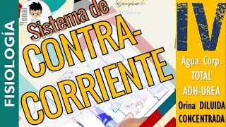 SISTEMA DE CONTRACORRIENTE Formación de ORINA CONCENTRADA y DILUIDA ADH FISIOLOGÍA RENAL P4 [upl. by Sungam]