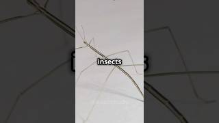 Stick Insects facts facts insects shortsvideo shorts animals [upl. by Verner]