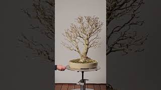 Fraxinus ornus Manna Ash bonsai in autumn without foliage marosbonsai [upl. by Laurene194]