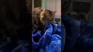 Spock been making a lot of biscuits since we put out the thicker blanket catsofyoutube cutecat [upl. by Iilek]