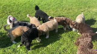 Aussiedoodle puppies 4 weeks to 8 weeks old [upl. by Daveta]