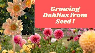 Growing Dahlias From Seed Simply amp Easy WayCut Flowers [upl. by Beaudoin]