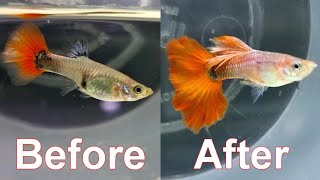 FEMALE Guppy TRANSFORM And Becomes a MALE Guppy [upl. by Dolli]