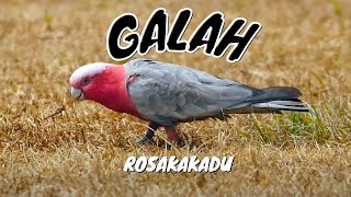 Galah Eolophus Roseicapilla  Rosakakadu [upl. by Hadley]