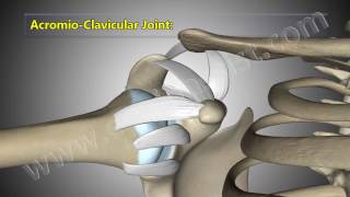 Shoulder Joint Anatomy Explained Glenohumeral AcromioClavicular Joints [upl. by Ettevahs]