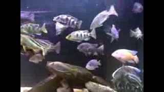 Tonys 180 Malawi Cichlids Feeding CCA Oct 2010 [upl. by Ahsekan]