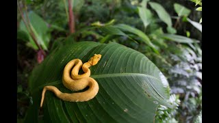 Herping Costa Rica 2020 Part 1 Caribbean Eyelash Vipers [upl. by Malia]