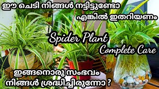 ഈ ചെടിയുടെ ഗുണവും ദോഷവും അറിയാതെ പോവല്ലേSpider Plant Care in Malayalam Ribbon Plant indoorplants [upl. by Etnwahs118]