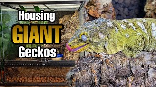 How to Setup a Giant Gecko Vivarium Rhacodactylus leachianus [upl. by Ellenoj]