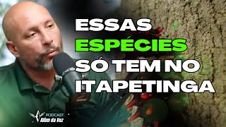 Tesouros da Natureza Espécie Única de Itapetinga que Você Precisa Conhecer [upl. by Finer]