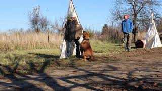 Bullmastiff protection training [upl. by Manvell]