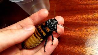 Madagascar hissing cockroach  hiss [upl. by Fisken]