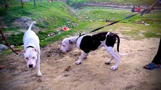 imdian mastiff dog full friendly dekhi indianmasttiff pakistanibully [upl. by Ecital]