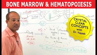 Bone Marrow and Hematopoiesis  Blood Cells Formation [upl. by Winters]