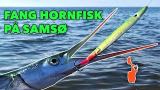 Hornfisk fiskeri På Samsø [upl. by Deys404]