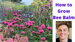 Bee Balm  How to Grow Monarda for Pollinators and no mildew [upl. by Wendalyn]