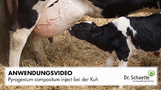 Pyrogenium compositum inject bei der Kuh [upl. by Elleivap]