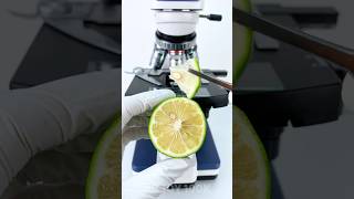 Bergamot under a microscope 🍋🔬amazing facts experiment [upl. by Alan]