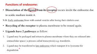 endosomes and proteasomes [upl. by Ynnohj]