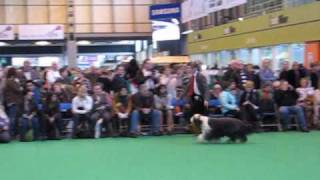 Bearded Collies Crufts 2010  BOB [upl. by Nosredna]