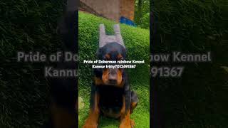 European Doberman kci cropped Female puppy available ❇️7012491367✅doglover doberman pets [upl. by Kir]