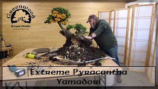 Extreme Pyracantha Yamadori  Greenwood Bonsai [upl. by Dannon510]