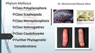 Phylum Mollusca Class Polyplacophora Class Monoplacophora Phylogenetic consideration [upl. by Hamon852]