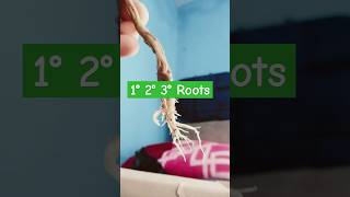 MORPHOLOGY PRACTICAL Primary secondary Tertiary Roots [upl. by Ahtar]