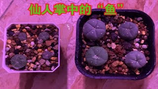 ［乌羽玉属］史上最慢多肉播种记录！三年最大才2cm！两种养护风格，差异巨大！ [upl. by Anohr]