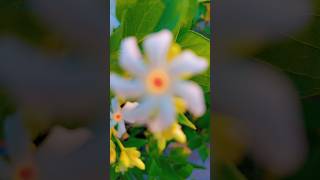 Harsingar plant youtubeshorts shortsviral floweringplant plantslover garden [upl. by Nytsirhc]