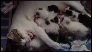 Mother Cat feeding her kittens [upl. by Lrigybab310]