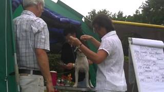 Kenny in Mittenwalde auf der Hundeausstellung im Ring [upl. by Stine]