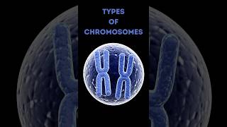 4 Types of Chromosomes Explained in 60 Seconds 🧬 [upl. by Sumner]