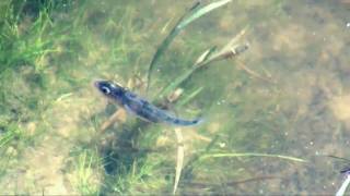 Threespined stickleback and fry Gasterosteus aculeatus [upl. by Domonic]