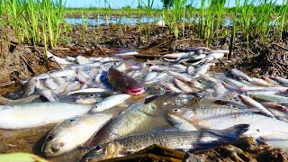 amazing fishing today catch fish a lots in rice field by a fisherman skill fishing hand [upl. by Oiled399]