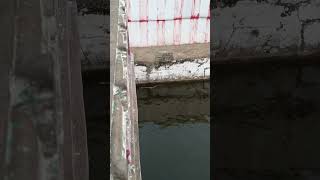 Snake in temple pond at Patteeswaram temple kumbakonam [upl. by Arinaid977]