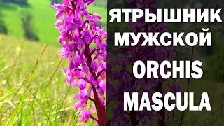 ЯТРЫШНИК МУЖСКОЙ ORCHIS MASCULA ДЛЯ МУЖЧИН И НЕ ТОЛЬКО [upl. by Pieter621]