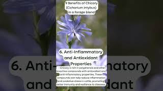 9 Benefits of ChicoryCichorium intybusin a forage blend AntiInflammatory ampAntioxidant Properties [upl. by Ardnosal]