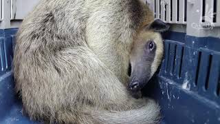 Reubicación de Tamandua tetradactyla Oso Melero [upl. by Maril]