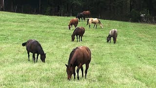 FoxPipe Farm  Hay and Pastures for Horses [upl. by Pesvoh]