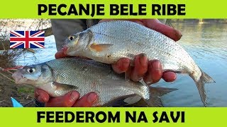 PECANJE BELE RIBE FEEDEROM na Savi  FEEDER FISHING FOR SILVERS on Sava River [upl. by Sherard]