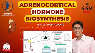 Adrenocortical Hormone Biosynthesis [upl. by Andrei]