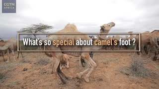 What’s so special about a camel’s foot [upl. by Ynohta184]