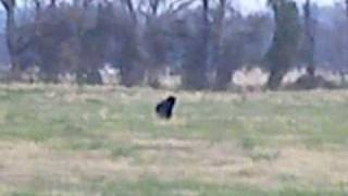 Black Panther in Arkansas [upl. by Karyl]