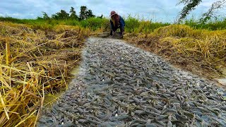 Amazing Fishing today fisherman catch a lot of fish at rice field [upl. by Caine828]