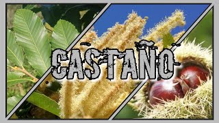 CASTAÑO Castanea Sativa ¿CÓMO VA  Evolución Forestal [upl. by Harle]