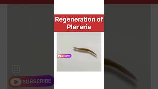 regeneration of planaria real life  how do organisms reproduce class 10 biology learn class10 [upl. by Nnyladnarb]