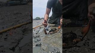 Giant Mudcrabs Barehanded Catch amp Cook crab mud cooking delicious [upl. by Zenas]